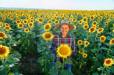 top view of lucky young farmer in a hat looking at camera stands among sunflower field. The man is in a great mood and he smiles. It is a sunny day. Man and copy space. Background sunflowers