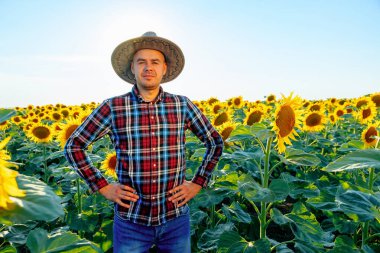 A young farmer holds his arms on his hips and smiles while standing among a sunflower. The man likes his chic field. Man and copy space.