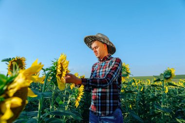 Şapkalı genç ve ciddi bir çiftçi, ayçiçeği hasadının kalitesini kontrol ediyor. Agronomist bir adam elinde bir ayçiçeği tutuyor. Erkek, mahsulün kalitesini analiz eder. İnsan ve kopyalama alanı