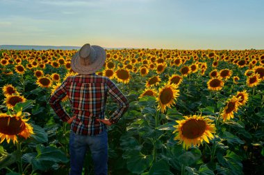 back view of young farmer in shirt and hat stands in a field with sunflowers. The man inspects his household. Worker keeps hands on hips in a sunny day. Male and copy space. Rear view of a man