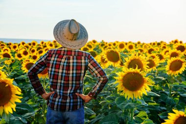Rear view of an young farmer in a hat standing on the sunflower field. Back view of an agronomist standing with hands on the hips. He looks away to the right. Focus on second plan.
