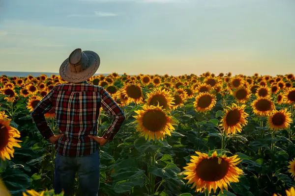 Arka planda genç bir çiftçi tarlada duruyor ve hasatını değerlendiriyor. Adam ellerini kalçasında tutuyor, ama kafası bir şapka gibi. Bir ayçiçeği tarlasının. Hava karardı. İnsan ve kopyalama alanı.