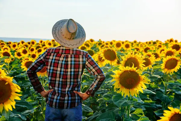Ayçiçeği tarlasında duran şapkalı genç bir çiftçinin arka görüntüsü. Elleri kalçasında duran bir ziraatçinin arka görünüşü. Sağa doğru bakıyor. İkinci plana odaklan..