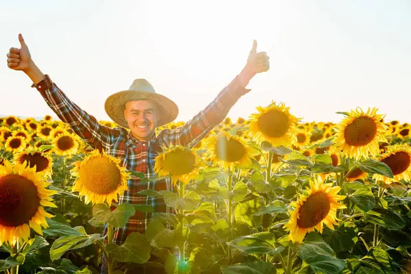Genç ve başarılı bir çiftçi, bir ayçiçeği tarlasında elde ettiği başarıyla sevinir ve kameraya bakar. Adam ellerini kaldırdı. Güneş arkamızda parlıyor. Agronomist ve kopyalama alanı