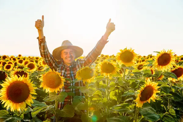 Genç ve başarılı bir çiftçi, bir ayçiçeği tarlasında elde ettiği başarıyla sevinir ve kameraya bakar. Adam ellerini kaldırdı. Güneş arkamızda parlıyor. Agronomist ve kopyalama alanı