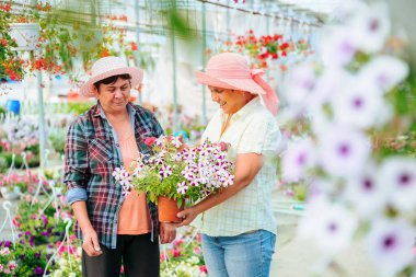 In greenhouse with seedlings of indoor plants, two aged women talking sweetly, laughing, holding flower in pot. Florists discuss their interesting work. Thinking to improve the business. Copy space.