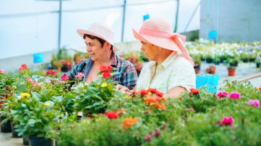 Front view looking at flowers in pots two women working in a flower greenhouse discussing their work. The flowers are of good quality and beautiful. Sales will be high and effective. Copy space.