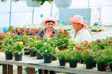 Front view looking at flowers in pots two women working in a flower greenhouse discussing their work. The flowers are of good quality and beautiful. Sales will be high and effective. Copy space.