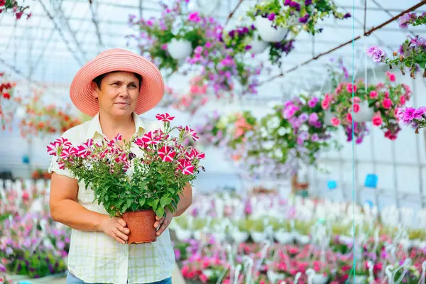 Happy elderly woman florist stand in greenhouse holding a pot of flowers in hands front view looking at the camera. A large bright hothouse, a glasshouse worker in a hat. Copy space.