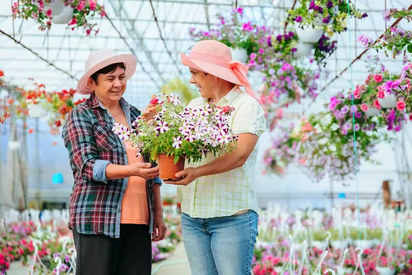 Front view looking at each other two elderly women in greenhouse talking, holding indoor flower. In their hands a flower in pot. There are many other different flowers in the greenhouse. Copy space.