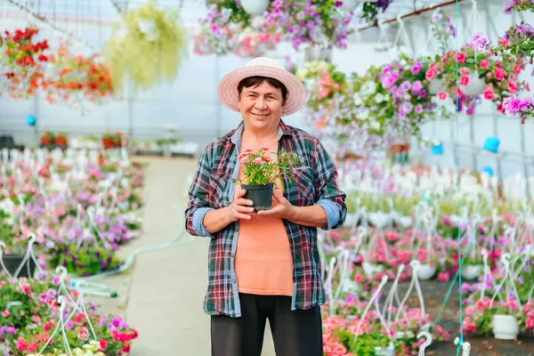 Front view looking at camera florist aged woman in hat stands in greenhouse among indoor flowers in pots. Dressed in casual clothes. Smiles happily and holds favorite pot flower in hands. Copy space.