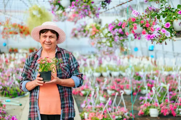 Front view looking at camera florist aged woman in hat stands in greenhouse among indoor flowers in pots. Dressed in casual clothes. Smiles happily and holds favorite pot flower in hands. Copy space.