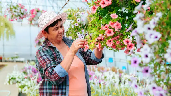 Front view florist woman in a plaid shirt carefully check the quality of grown flowers in pot at greenhouse. Senior worker takes flowers with her hands with care. Copy space.