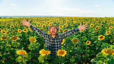 Çığlık atan çiftçi kıdemli çiftçi kollarıyla mutlu mesut çiftçilik yapıyor. Yaşlı, güzel sakallı erkek ellerini gökyüzüne kaldırdı. Mavi gökyüzüne karşı ayçiçeği tarlasında hoş bir jest yaptı. Boşluğu kopyala