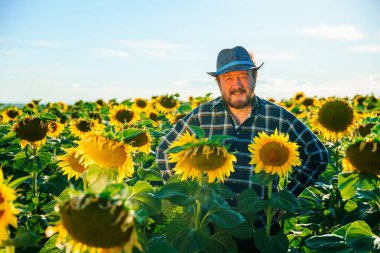Beyaz, yakışıklı, mutlu, sakallı çiftçi adam ayçiçeği tarlasında kameraya gülümsüyor. Tarım arazisindeki neşeli erkek işçinin portresi. Tarım çiftçiliği.