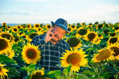 elderly happy farmer man in a hat and shirt, with a mustache and bearded shows sign ok. Smiling senior farmer male or agronomist looking at camera in sunflower field. copy space