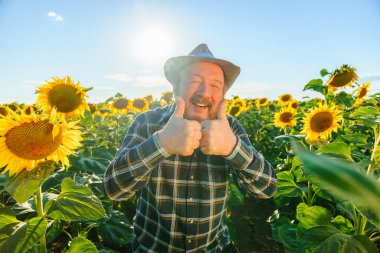 field of sunflowers and a cute senior farmer laughing and showing thumbs up. bearded man happy worker shows OK sign. the good fruit is the year with hardworking farmers.