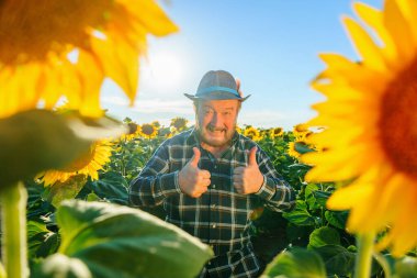 happy excited aged farmer with beard and hat looking at camera and showing ok sign with thumb up. field with the sunflower at sunset and the farm worker is smiling and very happy. copy space.