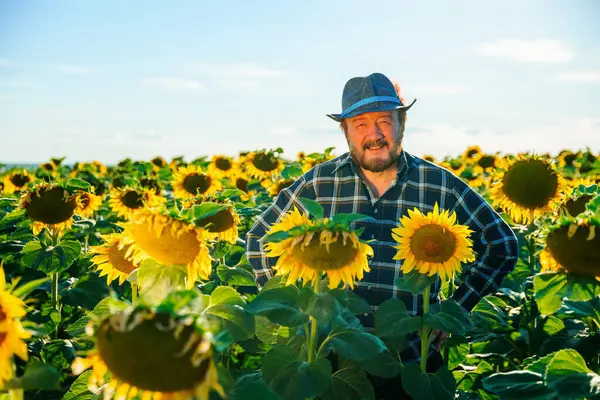 Beyaz, yakışıklı, mutlu, sakallı çiftçi adam ayçiçeği tarlasında kameraya gülümsüyor. Tarım arazisindeki neşeli erkek işçinin portresi. Tarım çiftçiliği.