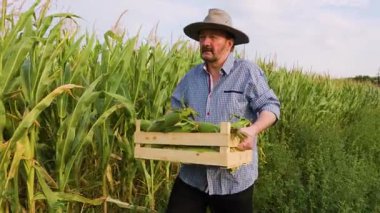 Kıdemli bir çiftçi gururla elinde taze toplanmış mısırlarla dolu bir sandık, açık mavi gökyüzü ve sıcak bir günbatımı olan yeşil mısır bitkilerinin arasında dikilirken sahneyi aydınlatıyor..