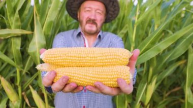 Tecrübeli bir çiftçi, uzun yeşil mısır saplarının arasında duruyor. Kollarında taze koparılmış mısır başaklarını tutarken geniş bir gülümseme ile.. 
