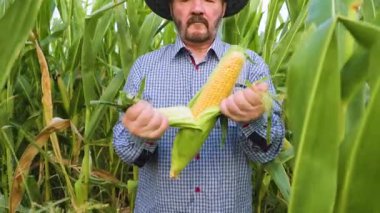 Sakallı yaşlı bir çiftçi canlı yeşil bir tarlada taze toplanmış mısırı neşeyle tutuyor.. 
