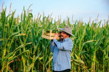 Sakallı yaşlı bir çiftçi canlı bir mısır tarlasında yürüyor, içi taze mısır dolu ahşap bir sandık taşıyor. Parlak mavi gökyüzü sahneye güzellik katar..