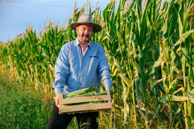 Sakallı kıdemli bir çiftçi taze mısır dolu ahşap bir sandık ile yeşil bir mısır tarlasında duruyor. Öğleden sonranın ılık ışığı çalışmalarını vurguluyor..