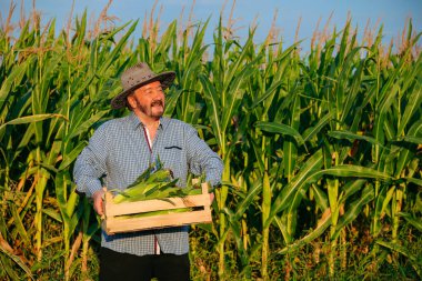 Kıdemli bir çiftçi gururla elinde taze toplanmış mısırlarla dolu bir sandık, açık mavi gökyüzü ve sıcak bir günbatımı olan yeşil mısır bitkilerinin arasında dikilirken sahneyi aydınlatıyor..