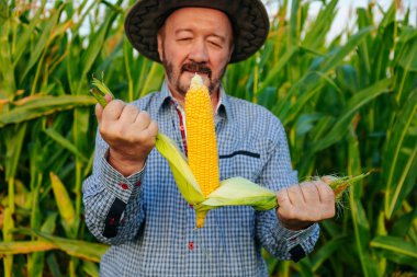 Sakallı kıdemli bir çiftçi yemyeşil bir tarlada taze toplanmış mısır tutuyor. Ilık sonbahar güneşi, parlak sarı çekirdekleri vurguluyor. Ödüllü bir hasat sergiliyor..