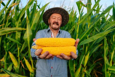 Tecrübeli bir çiftçi uzun mısır bitkilerinin arasında duruyor, taze hasat edilmiş mısır başaklarını gülümseyerek sergiliyor, başarılı bir çiftçilik gününü kutluyor..