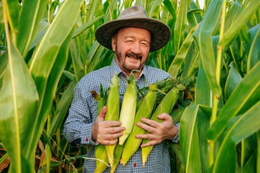 Tecrübeli bir çiftçi, uzun yeşil mısır saplarının arasında duruyor. Kollarında taze koparılmış mısır başaklarını tutarken geniş bir gülümseme ile. Sahne hasat zamanının neşesini yakalıyor..