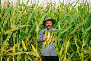 Sakallı kıdemli bir çiftçi uzun mısır bitkilerinin arasında gururla duruyor, elinde yeni toplanmış bir tomar kulakla. Sahne, tarım ve mevsimsel işçiliğin özünü yakalıyor..