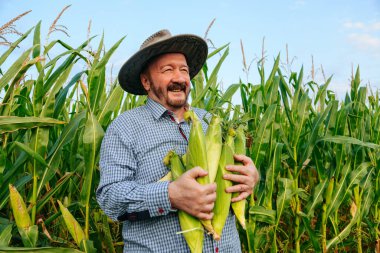 Sakallı kıdemli bir çiftçi canlı bir mısır tarlasında duruyor, neşeyle taze mısır topluyor. Güneşli atmosfer bereketli bir yaz hasadını yansıtıyor..