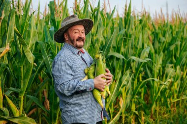 Sakallı kıdemli bir çiftçi canlı bir mısır tarlasında elinde taze biçilmiş mısırla gururla duruyor. Ayar parlak, pazara hazır bol miktarda ürün sergileniyor..