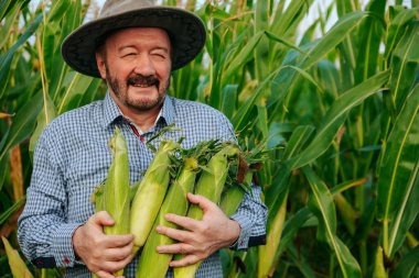 Kıdemli bir çiftçi taze hasat edilmiş mısırı her iki kolunda tutarken gülümsüyor. Canlı yeşil mısır tarlası onu çevrelemiş, berrak gökyüzünün altında verimli bir tarım manzarası sergiliyor..