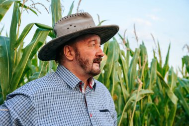 Sakallı kıdemli bir çiftçi tarlasında uzun mısır bitkilerinin arasında duruyor, geniş kenarlı bir şapka ve kareli bir gömlek giyiyor, sıcak öğleden sonra ışığı tadını çıkarıyor..