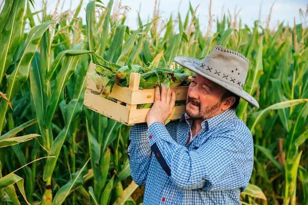 Sakallı kıdemli bir çiftçi mısır toplarken gülümsüyor. Gün ışığında berrak bir gökyüzünün altında canlı bir mısır tarlasında taze ürünlerle dolu ahşap bir sandık taşıyor..