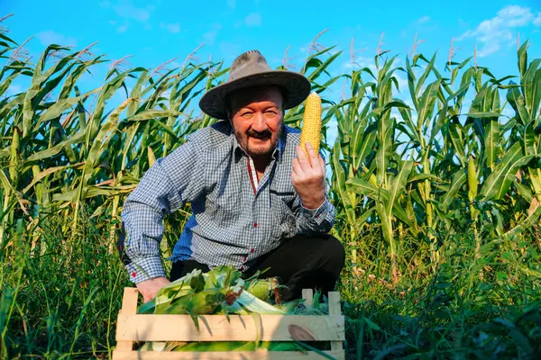 Sakallı kıdemli bir çiftçi canlı bir mısır tarlasına çömelmiş, olgun bir mısır başağı sergiliyor. Güneş açık mavi gökyüzünde parlıyor, çalışmalarını aydınlatıyor..
