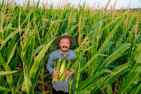 Sakallı kıdemli bir çiftçi taze mısır toplarken gülümsüyor. Uzun yeşil mısır bitkileriyle çevrili, açık gökyüzünün altındaki tarlalarda başarılı bir günün tadını çıkarıyor..