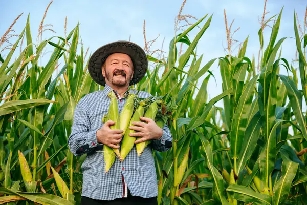 Canlı bir mısır tarlasında, yaşlı bir çiftçi taze mısır tutarken geniş bir şekilde sırıtır. Sıcak günbatımı yeşil ekinleri aydınlatıyor, çalışmalarının meyvelerini gösteriyor..