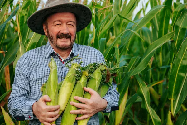 Kıdemli bir çiftçi taze hasat edilmiş mısırı her iki kolunda tutarken gülümsüyor. Canlı yeşil mısır tarlası onu çevrelemiş, berrak gökyüzünün altında verimli bir tarım manzarası sergiliyor..