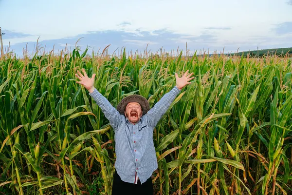 Sakallı kıdemli bir çiftçi uzun mısır saplarının arasında kollarını kaldırıyor. Sıcak yaz gökyüzü etrafında gelişen ekinlerin canlı yeşil tonlarını artırıyor..