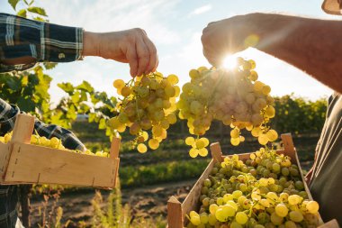 İki birey gün batımında gökyüzünün altında bir üzüm bağında neşeyle sarı üzüm kümeleri tutuyor. Birlikte çalışarak, tarımda takım çalışmasının önemini vurguluyorlar..