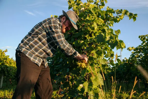 Ekose gömlekli ve şapkalı bir adam verimli bir üzüm bağından olgun üzümleri dikkatle seçer. Sıcak ışık, öğleden sonra güneşinde çalışırken parıldıyor..