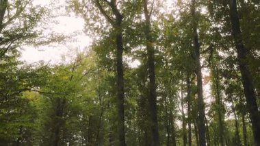 Ağaçları ve bir sürü yeşil otu olan bir orman. Ağaçlar uzun ve çimenler kısa.