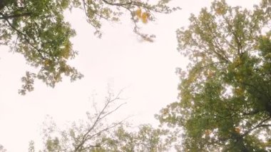 Gökyüzü bulutlu ve ağaçlar yeşil. Ağaçlar uzun ve gökyüzü beyaz