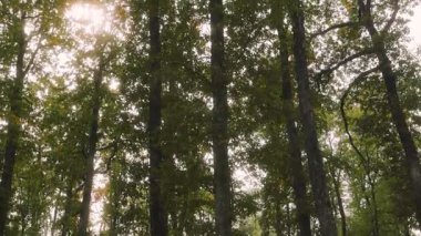 Yerden yükselen uzun ağaçlarla dolu yemyeşil bir orman. Güneş ışığı yaprakların arasından süzülerek sıcak ve davetkar bir atmosfer yaratıyor. Orman huzurlu ve huzurlu bir yerdir.