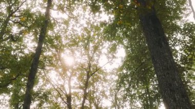 Gövdesi çok kalın ve çok fazla yaprağı var. Yapraklar yeşil ve ağaç bir ormanda.