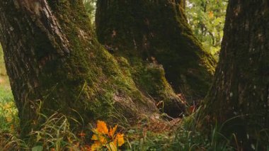 Üzerinde yosun ve yerde yapraklar olan bir ağaç. Ağaç çimen ve yapraklarla çevrili.